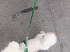 -半岛宠物医院24小时(科华中路店)