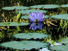 -国家植物园南园