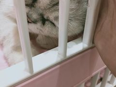 -藏猫猫咖啡主题馆(中央大道店)