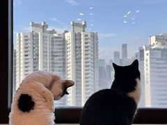 -有喵·猫咖·狗咖·30几只猫10只小狗(岗厦店)