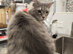 -楼上猫咖(罗湖店)