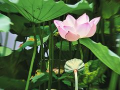 -荔湾湖公园