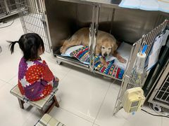 -申普宠物医院·心脏介入·心血管微创(总院)