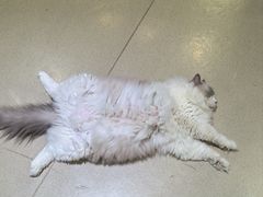 -藏猫猫咖啡主题馆(中央大道店)