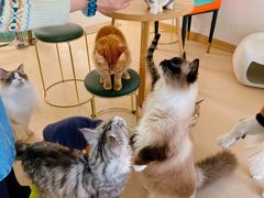 -猫在这儿猫咪咖啡馆·撸猫馆
