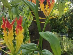 -广州神农草堂中医药博物馆