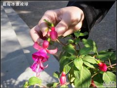 -紫海香堤香草艺术庄园