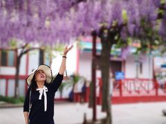 -嘉定紫藤园