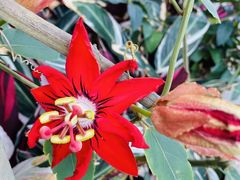 -华南国家植物园-售票处