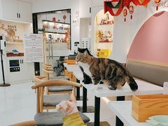 -喵园·猫主题咖啡厅·撸猫·猫咖(国贸店)