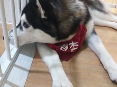 -Husky Go! 哈士奇体验馆·宠物咖啡厅狗咖