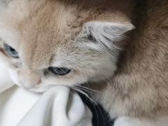 -关爱动物医院·心脏·中兽医·异宠(金牛路分院)