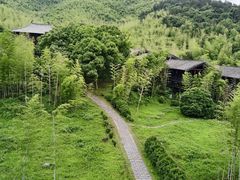 -大唐贡茶院
