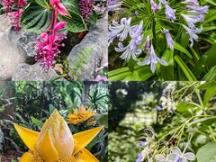 -中国科学院华南植物园