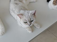 -怪兽屋·羊驼·猫咖·狗咖(俊华广场店)