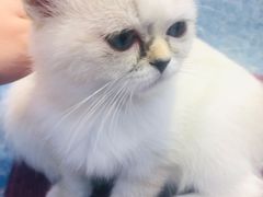 -Heymao猫咖.咖啡厅(东门店)