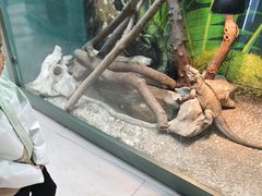 -上海大自然野生昆虫馆(东方明珠·爬宠昆虫探索中心)
