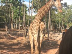 -清迈夜间动物园