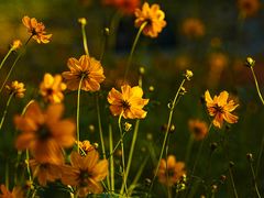 -花开海上生态园