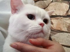 -猫咪咖啡店(新城大街店)