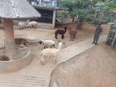 -石家庄市动物园