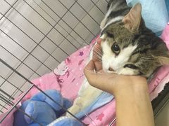 -美联众合动物医院·24h京西诊疗中心