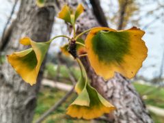 -汉长安城未央宫国家考古遗址公园