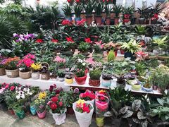 -保定市花鸟鱼虫市场