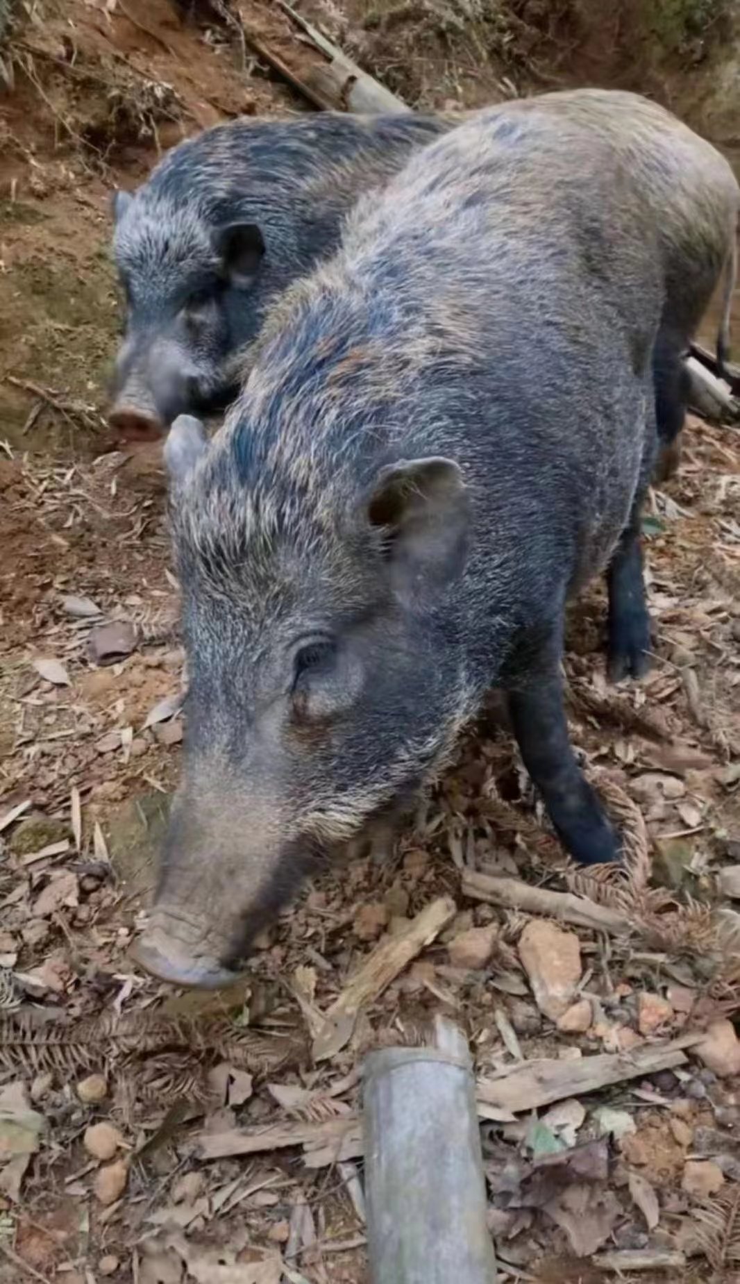 炮台山山林溜达猪图片