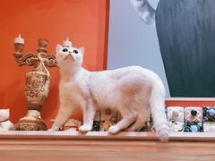 -猫色咖啡·猫咖