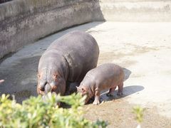 -合肥野生动物园