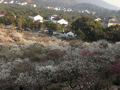 -香雪海