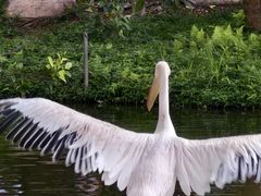 -深圳野生动物园