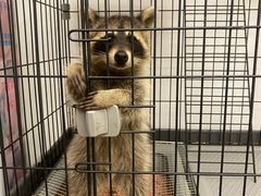 -浣熊柯尔鸭土拨鼠·电玩咖