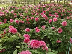 -洛阳市隋唐城遗址植物园