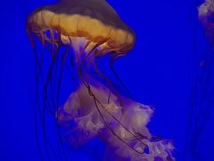 -上海海洋水族馆