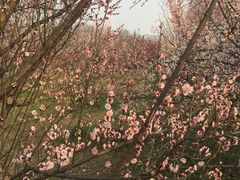 -蜀冈西峰生态公园