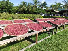 -亚龙湾国际玫瑰谷