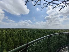 -黄海国家森林公园