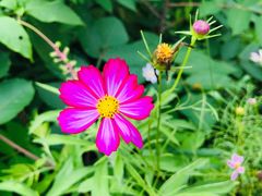 -长沙黑麋峰国家森林公园