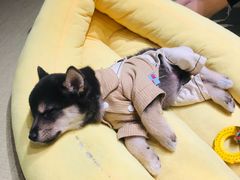 -逗柴咖啡屋·狗咖猫咖宠物桌游