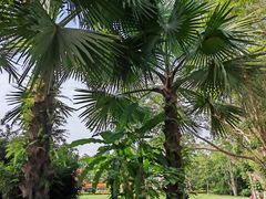 -中国科学院西双版纳热带植物园