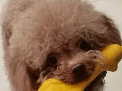 -宠福鑫康馨动物医院·骨科·眼科