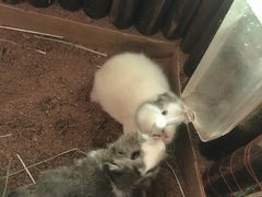 -藦茜花园宠物主题亲子互动体验馆(国顺东路店)