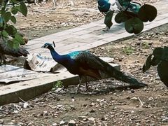 -丽泽山庄·生态怀柔菜·虹鳟鱼(红螺寺店)