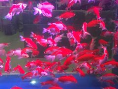 -中环花鸟鱼虫市场