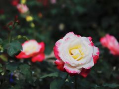 -人民公园(罗湖区)