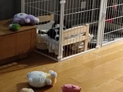 -天宠宠物医院24小时·急重症诊疗中心·全科·腔镜特色(和平分院)