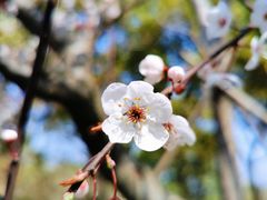 -上海吴淞炮台湾国家湿地公园