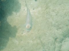 -东姑阿都拉曼海洋公园